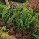 棗莊小龍柏苗批發(fā)價格,40公分小龍柏種植基地