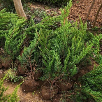 通遼小龍柏包運(yùn)費(fèi)價(jià)格