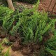 小龍柏栽培管理圖