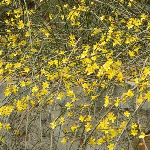 亳州迎春花市场报价,60公分迎春花种植基地