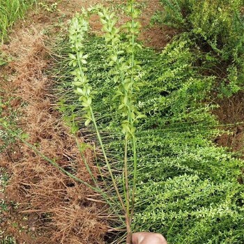 景德镇迎春花基地供应,50公分迎春花价格