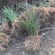 鷹潭迎春花基地供應(yīng),60公分迎春花種植基地圖