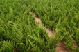 合肥小龙柏苗批发价格,40公分小龙柏种植基地