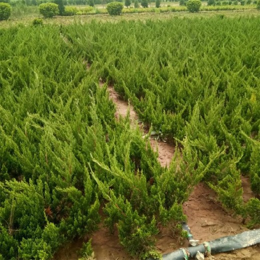 赣州小龙柏苗批发价格,40公分小龙柏种植基地