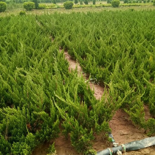 金華小龍柏苗批發(fā)價(jià)格,40公分小龍柏種植基地