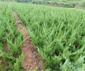忻州小龙柏苗市场报价,40公分小龙柏种植基地