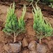大同小龍柏苗市場報價,40公分小龍柏種植基地