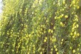 忻州迎春花市场报价,60公分迎春花种植基地