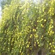 迎春花市場(chǎng)報(bào)價(jià)圖