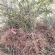 迎春花圖