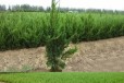亳州小龙柏苗市场报价,40公分小龙柏种植基地