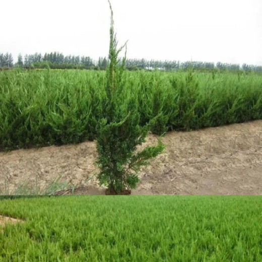 亳州小龙柏苗市场报价,40公分小龙柏种植基地