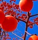 柿子樹苗圃圖