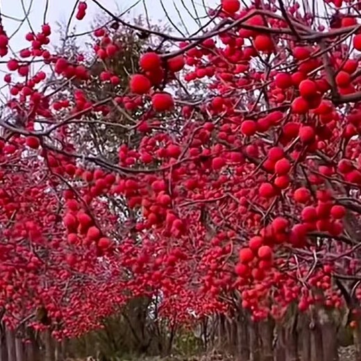 葫芦岛本地柿子树苗柿子树基地