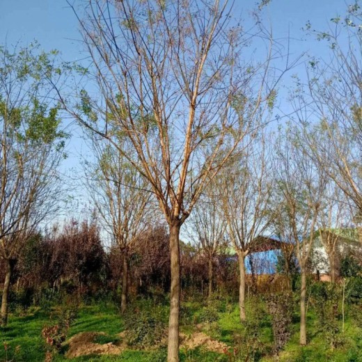 榆林国槐批发西安苗木种植基地