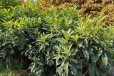 无锡冠玉枇杷一年生袋苗供应基地枇杷苗