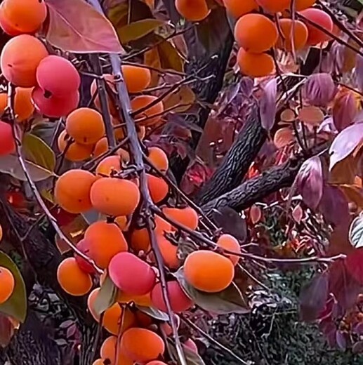 朝陽(yáng)哪里有3公分柿子樹(shù)苗脆甜柿子樹(shù)苗