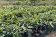 扬州冠玉枇杷一年生袋苗供应基地枇杷苗