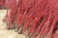 观茎植物红瑞木带土发货易成活