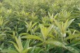 扬州冠玉枇杷二年生袋苗价格枇杷苗