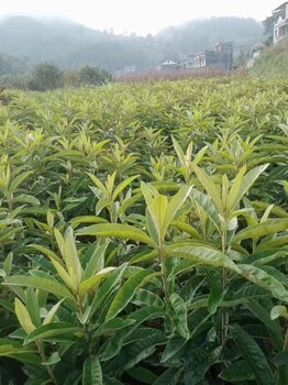 浙江冠玉枇杷一年生袋苗