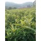 广元冠玉枇杷二年生袋苗供应基地图