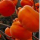 葫芦岛柿子树苗图