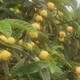 冠玉枇杷四年生大苗圖