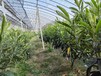 徐州冠玉枇杷一年生地栽苗供應(yīng)枇杷苗