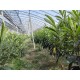 扬州冠玉枇杷二年生袋苗产品图