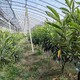 淮安冠玉枇杷二年生袋苗供應基地圖