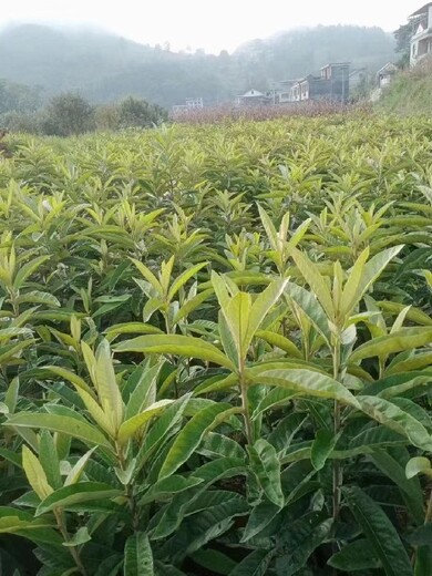 鹽城冠玉枇杷一年生袋苗供應基地