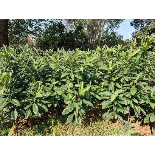 泰州冠玉枇杷一年生地栽苗枇杷苗
