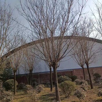 阿勒泰國槐價格陜西國槐種植基地