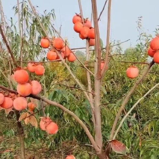 大连中山哪里有柿子树苗柿子树价格