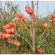 锦州柿子树苗图
