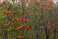辽宁葫芦岛大量出售适合北方气候柿子树苗