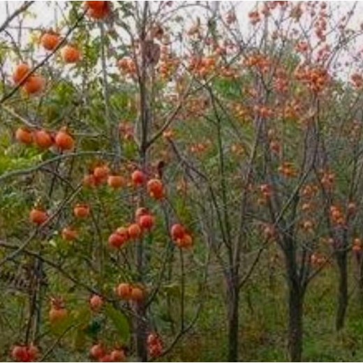 长海哪里有柿子树苗10公分脆甜水果柿子