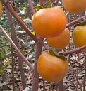 鐵嶺哪里有3公分柿子樹(shù)苗