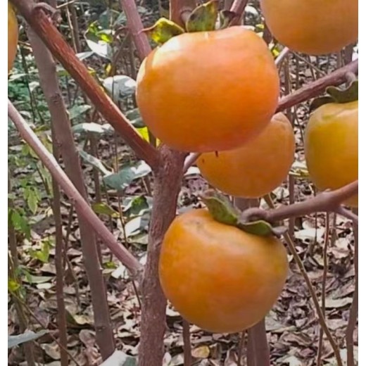 长海出售柿子树苗7公分磨盘柿子