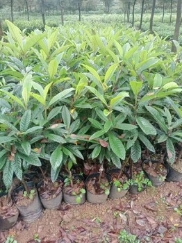 常州冠玉枇杷一年生地栽苗供應基地