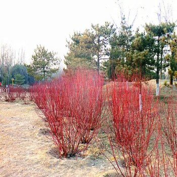 丛生灌木红瑞木带土发货易成活,红瑞山茱萸,基地直发