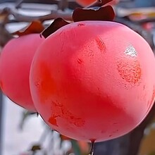 葫蘆島哪里有本地柿子樹苗圖片