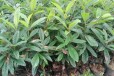 扬州冠玉枇杷一年生地栽苗供应枇杷苗