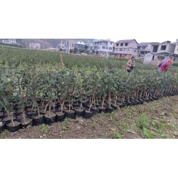 徐州冠玉枇杷二年生袋苗供应