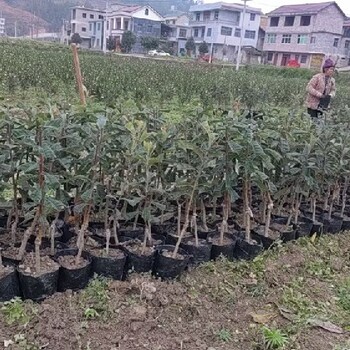 常州冠玉枇杷一年生地栽苗供應基地