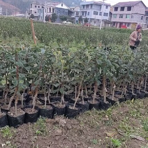 福建冠玉枇杷五年生大苗基地电话枇杷苗