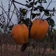 長?？h柿子樹苗圖