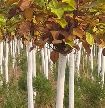 朝陽(yáng)出售6公分玉蘭花紫玉蘭