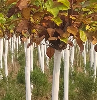 辽宁本地玉兰花玉兰花树苗圃